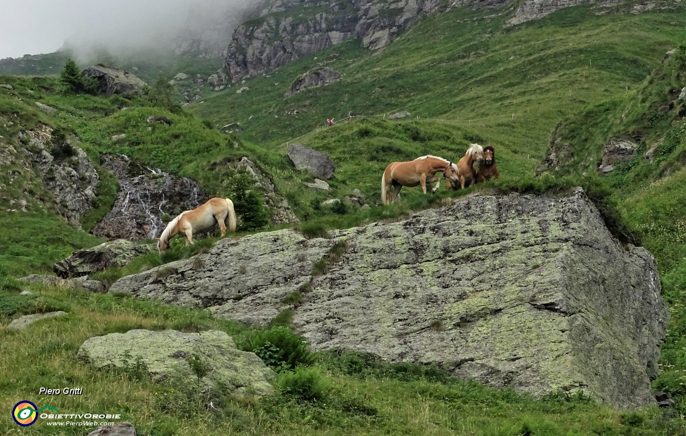 19 Cavalli al pascolo in Val d'inferno su roccione erboso.JPG